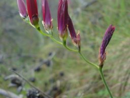 Geissorhiza erosa buds and corolla leftovers